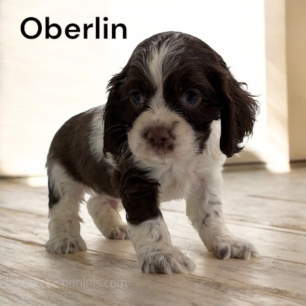 puppy, for, sale, Cocker Spaniel, Joe & Cherri  Overlease, dog, breeder, Miller, MO, dog-breeder, puppy-for-sale, forsale, nearby, find, puppyfind, locator, puppylocator, aca
